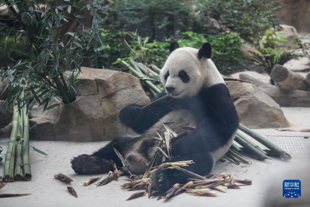 掼蛋棋牌下载